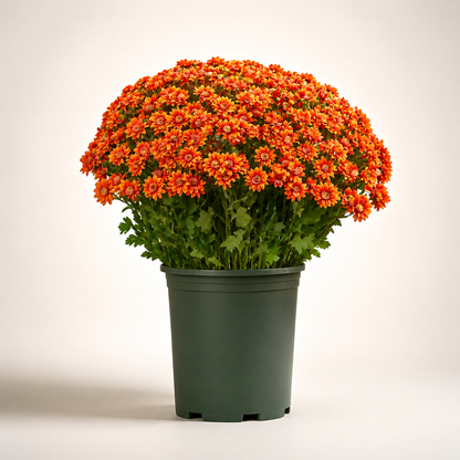 🌼- Artificial Outdoor Sunset Mums Flowers - UV resistant, Waterproof, Windproof