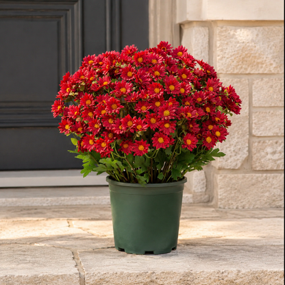 🌼- Artificial Outdoor Sunset Mums Flowers - UV resistant, Waterproof, Windproof